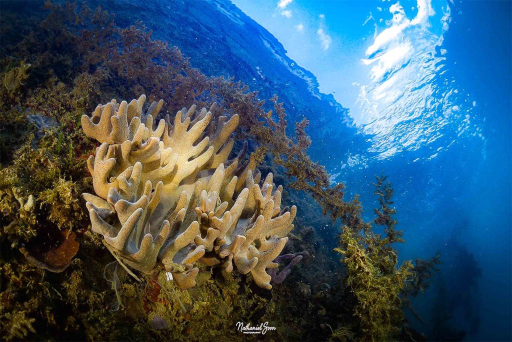 Yotefa Bay Vibrant Coral Reefs in a Scenic Haven
